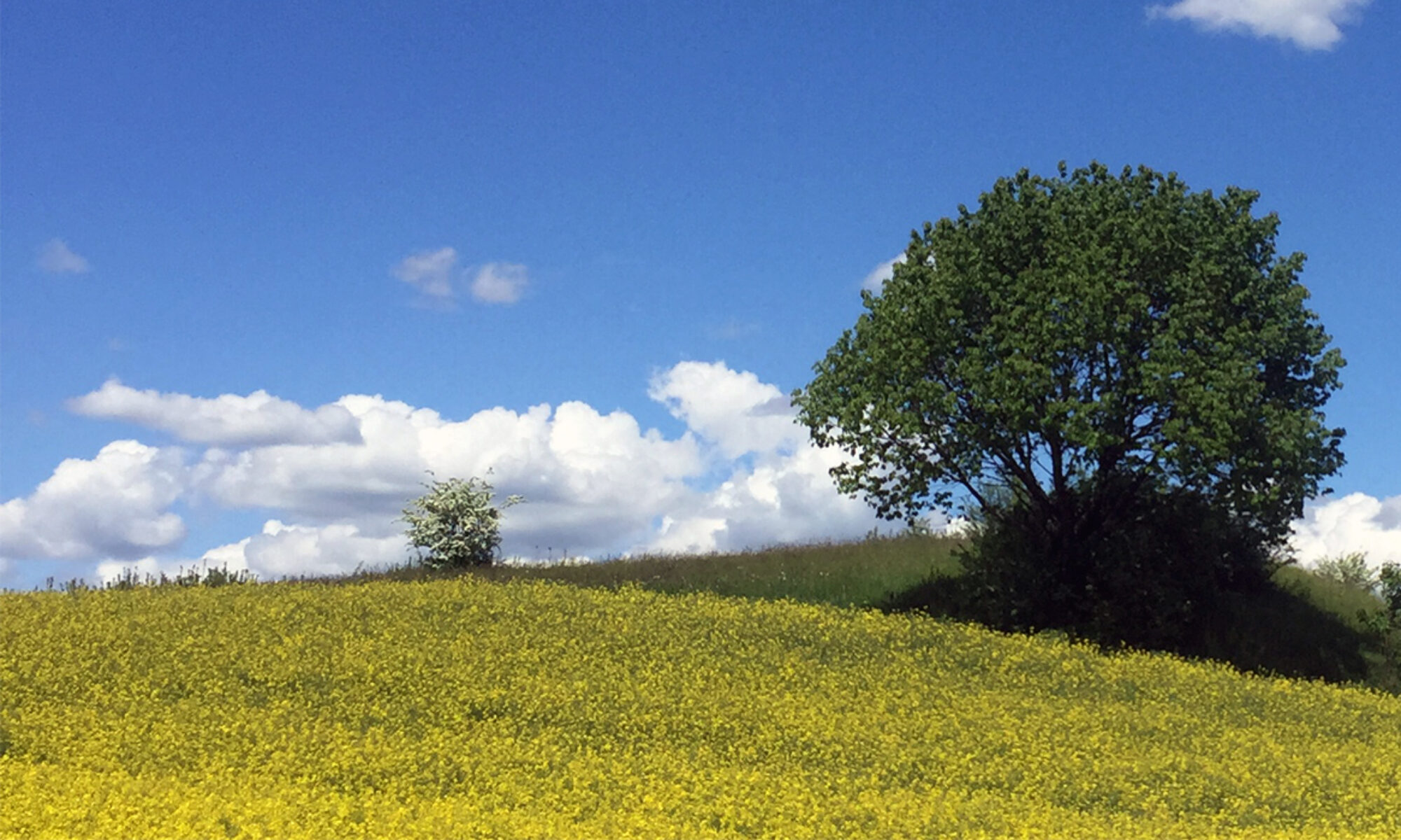 A beautiful meadow